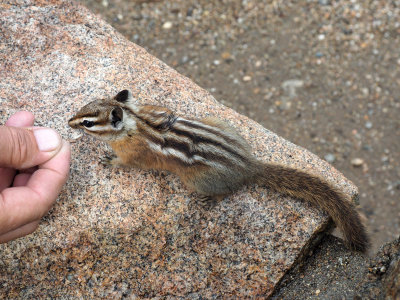 One of the chipmunks at Rainbow Curve