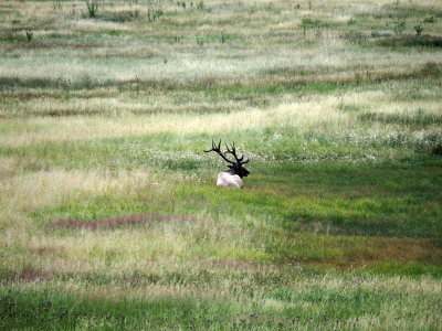 The solitary elk in the meadow