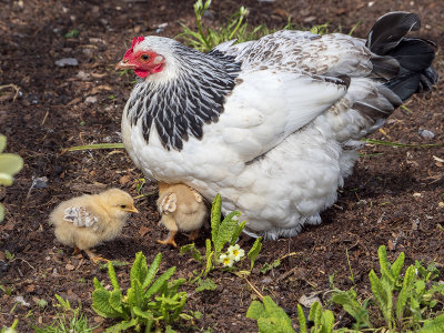 Hen with chicks
