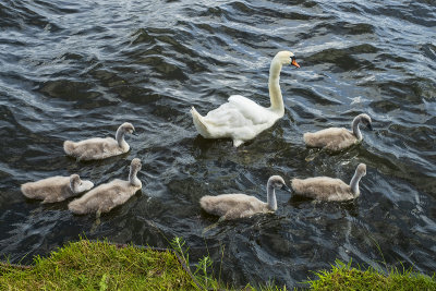 Following Mum