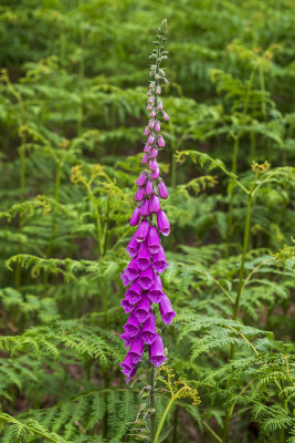 Foxglove