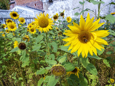 Walled garden