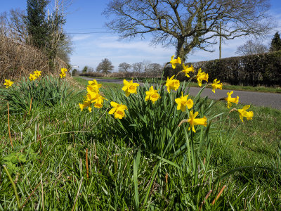 Laneside daffodils