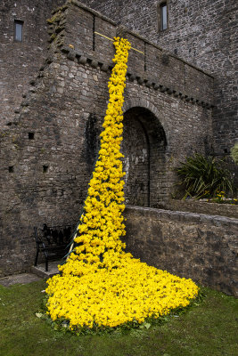 Daffodil display