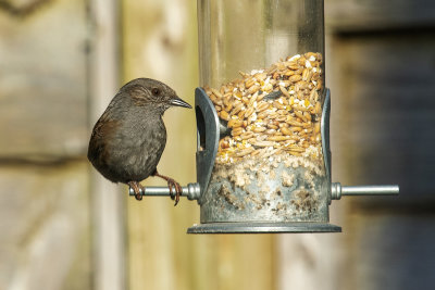 Dunnock at bird feeder