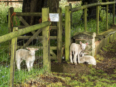 Lambs at a local farm