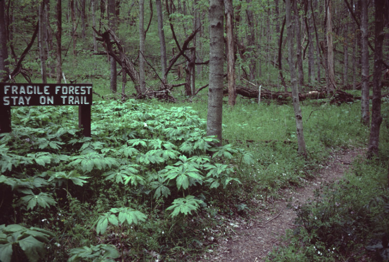 Fragile Forest Trail sign