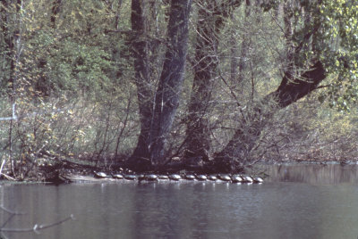 turtles on log