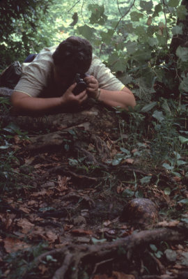 photographing a box turtle RL