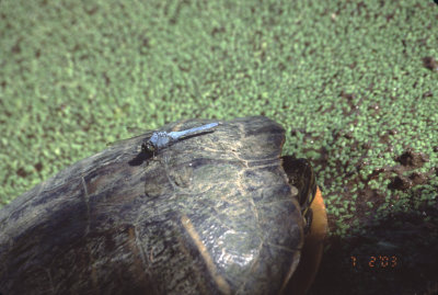 dragonfly on snapping turtle back