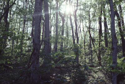 forest at Radnor