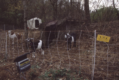 goats at Hall Farm