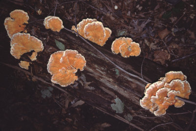fungus on log RL