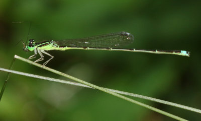 Furtive Forktail (Ischnura prognata) M