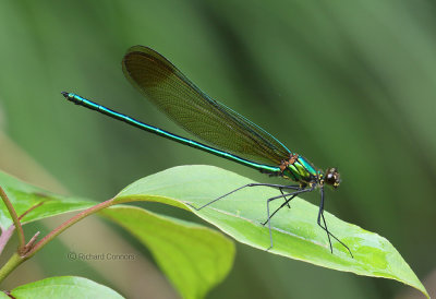 Tennessee Odonata - Dragonflies and Damselflies