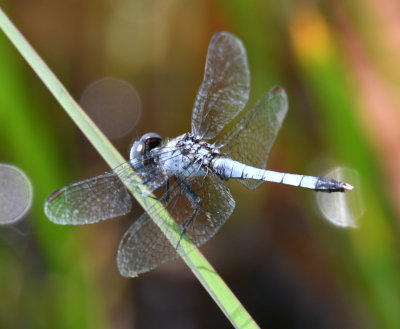 Little Blue Dragonlet, Erythrodiplax minuscula, M.