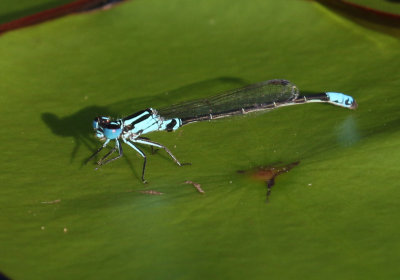 Lilypad Forktail (Ischnura kellicotti) M.