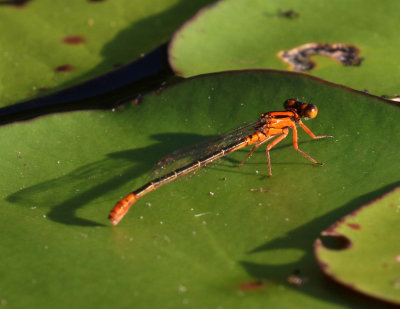 Lilypad forktail, Ischnura kellicotti, F.