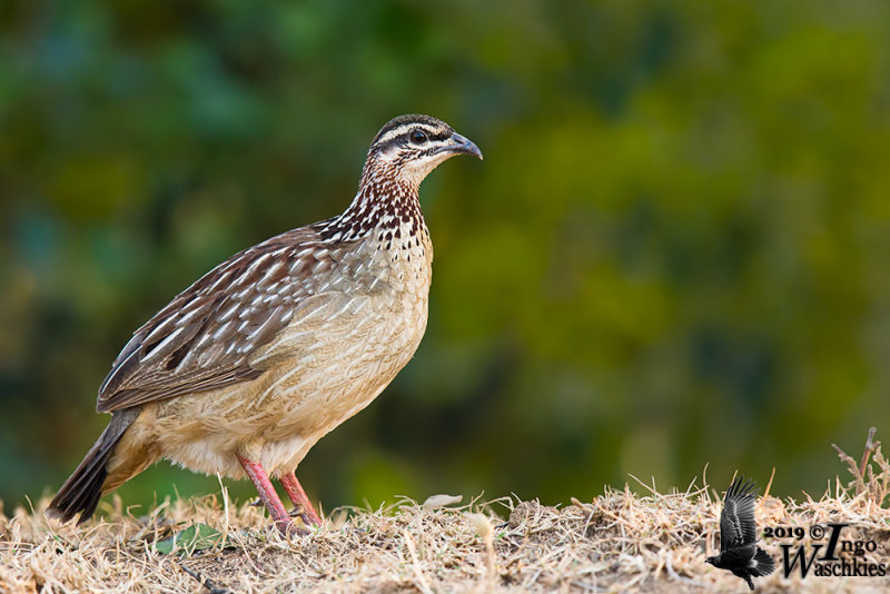 Adult Crested Francolin (presumably ssp. <em>spilogaster</em>)