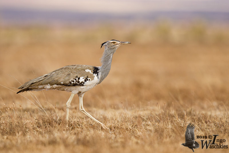 Adult Kori Bustard