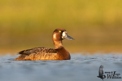 Adult female Greater Scaup (ssp. marila)