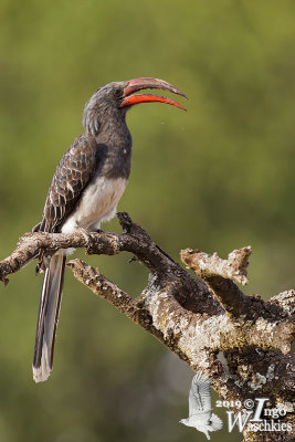 Adult male Hemprich's Hornbill
