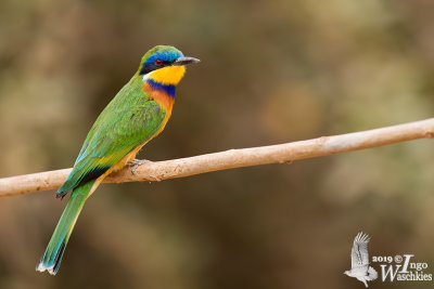 Adult Blue-breasted Bee-eater