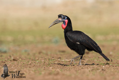 Adult male Abyssinian Ground Hornbill