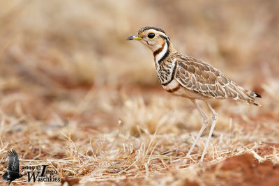 Adult Three-banded Courser