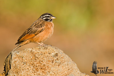 Adult male Cinnamon-breasted Bunting