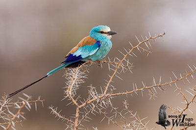 Adult Abyssinian Roller