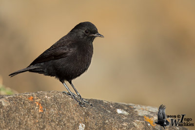 Adult Ruppell's Black Chat