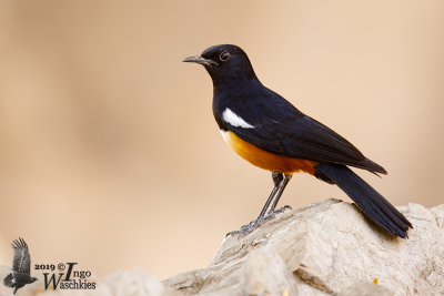Adult male Mocking Cliff Chat (ssp. albiscapulata)