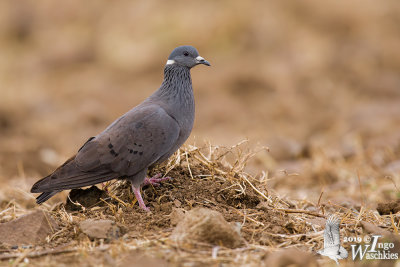 Adult White-collared Pigeon