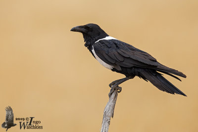 Adult Pied Crow