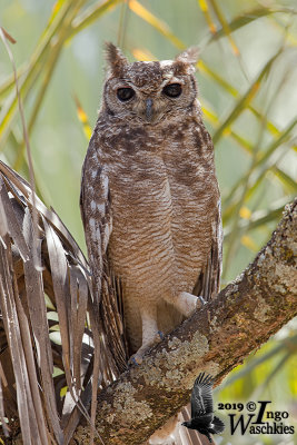 Adult Greyish Eagle Owl