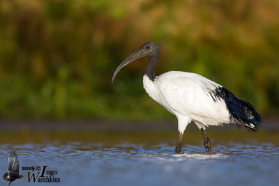 Adult African Sacred Ibis