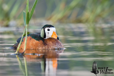 Adult male African Pygmy Goose