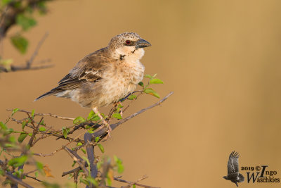 Adult Donaldson Smith's Sparrow Weaver