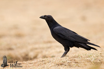 Adult Fan-tailed Raven