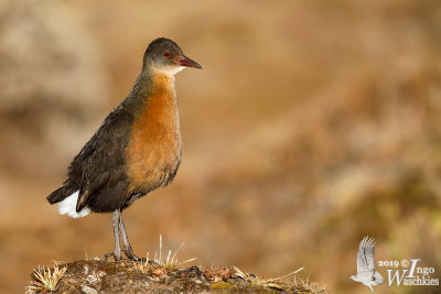 Adult Rouget's Rail