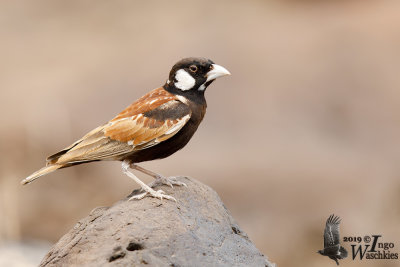 Adult male Chestnut-backed Sparrow-Lark