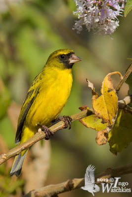 Adult male African Citril (ssp. citrinelloides)