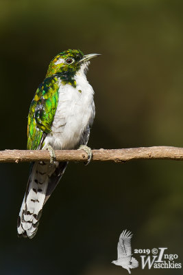 Adult male Klaas's Cuckoo