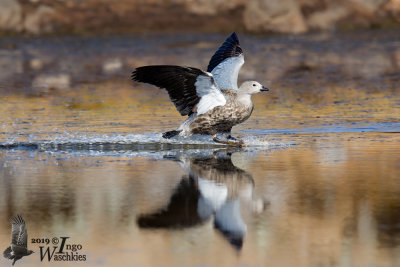 Adult Blue-winged Goose