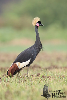 Adult Black Crowned Crane (ssp. ceciliae )