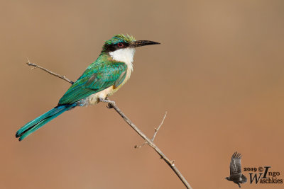 Adult Somali Bee-eater