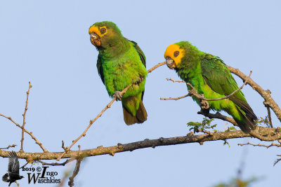 A pair of Yellow-fronted Parrots