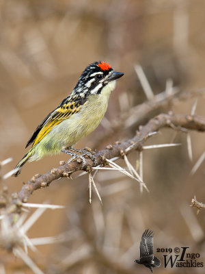 Red-fronted Tinkerbird (Pogoniulus pusillus)