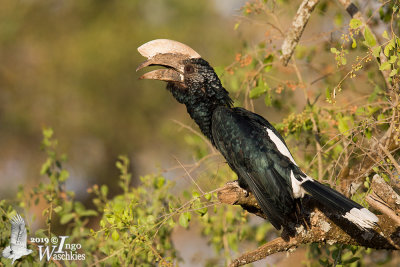 Adult male Silvery-cheeked Hornbill